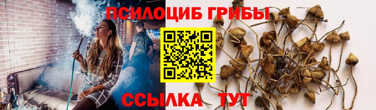 Малоярославец  купить наркотики цена  Вход с VPN  Псилоцибиновые грибы Cubensis 